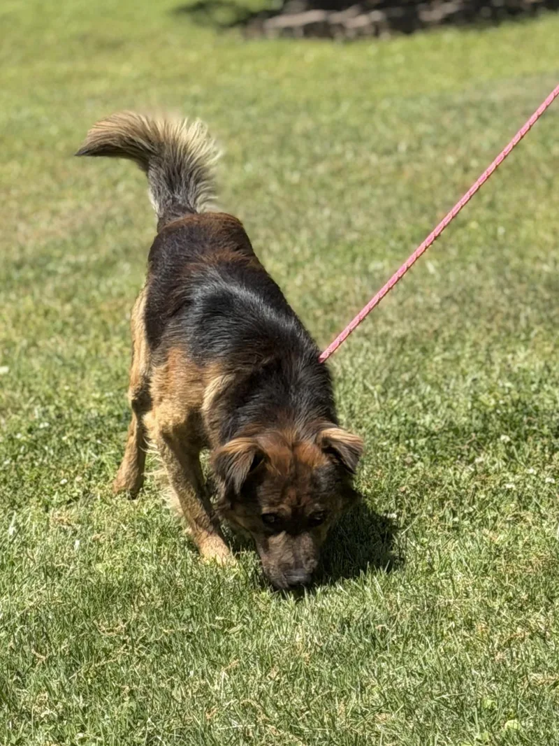 An adult large-sized male German Shepherd Dog dog named Milo for adoption in Locust Fork, AL