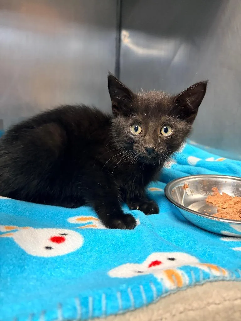 A baby medium-sized female Domestic Short Hair cat named Aelin for adoption in Huntington, IN