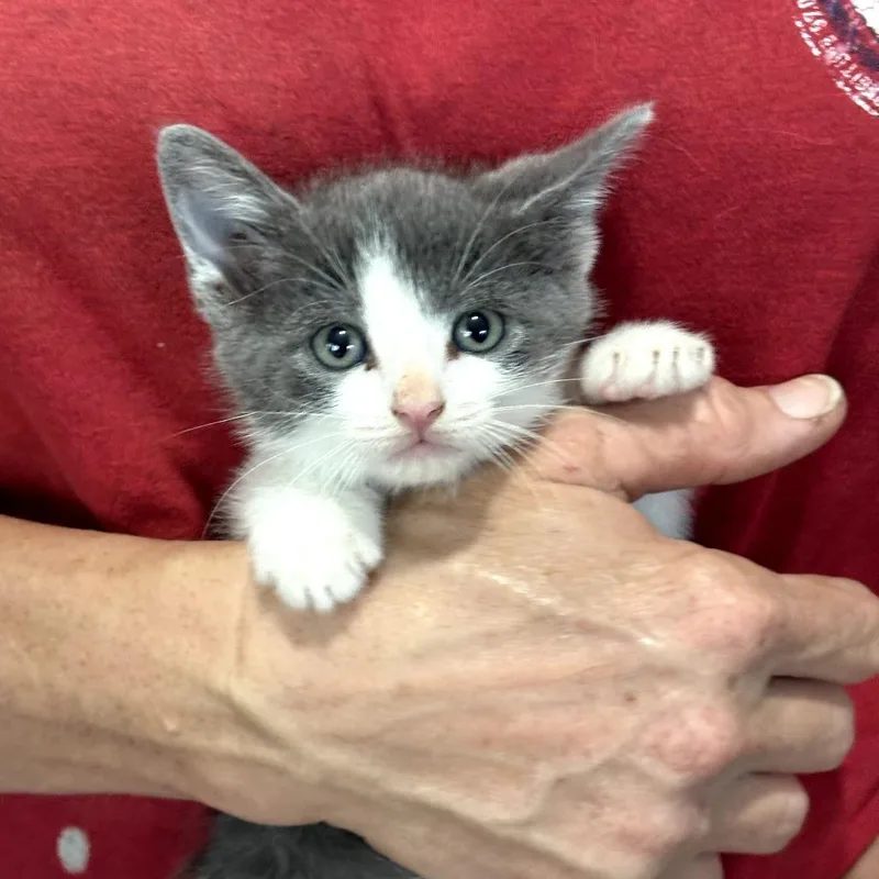 A baby small-sized male Gray / Blue / Silver Domestic Medium Hair cat named Noah for adoption in San Antonio, TX