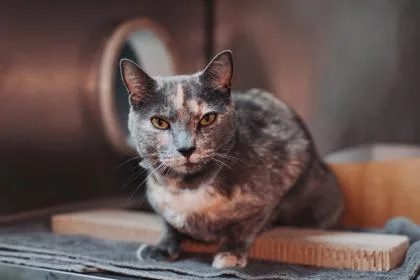 An adult small-sized female Domestic Short Hair cat named A Rita Petsmart West for adoption in North Charleston, SC