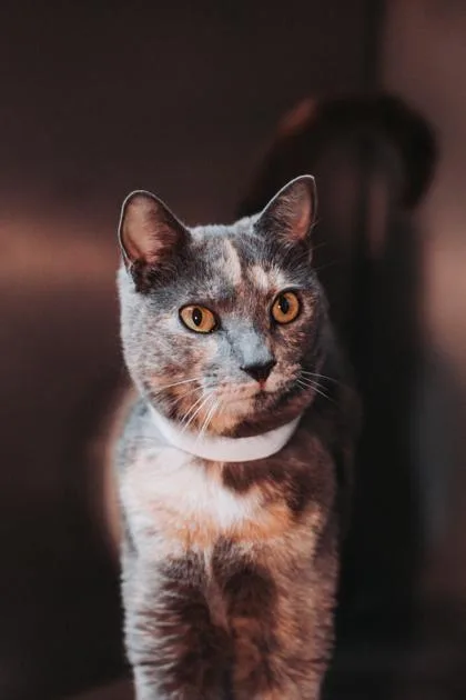 A Rita Petsmart West thumbnail 2