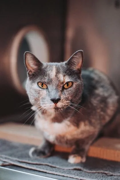 A Rita Petsmart West thumbnail 3