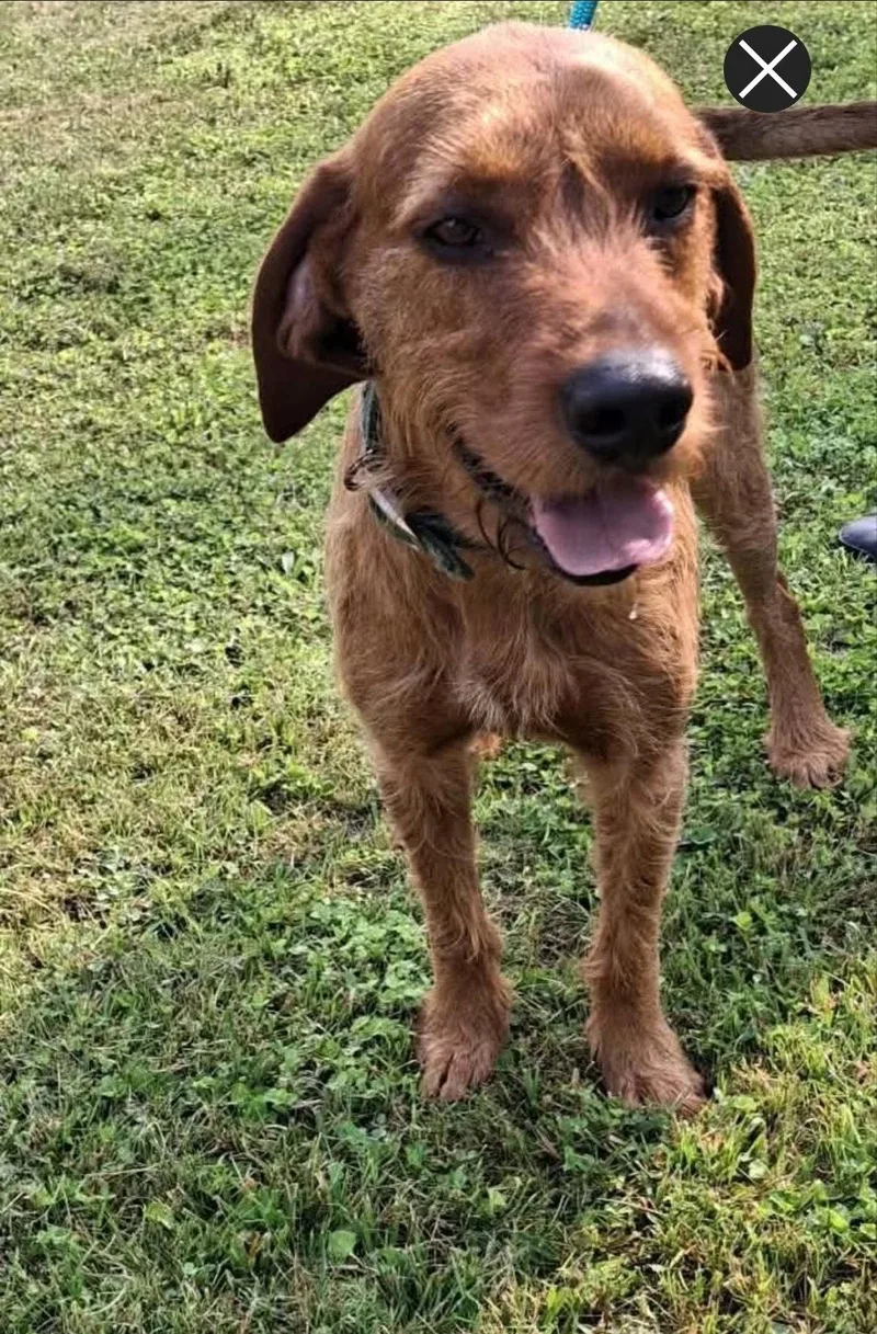 A young medium-sized male Airedale Terrier dog named Slim Jim for adoption in Westminster, MD
