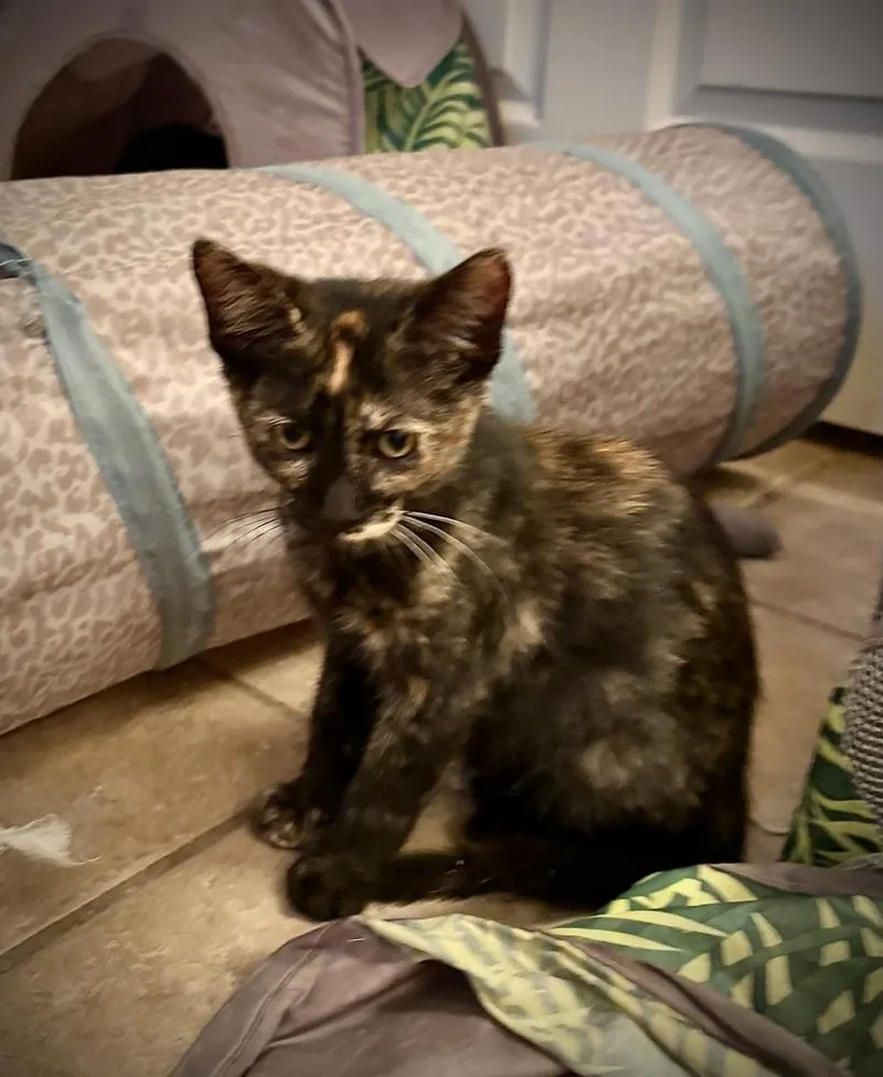 Daphne