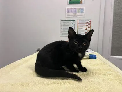 A baby small-sized female Black Domestic Short Hair cat named Melanie Please Leave That for adoption in Kansas City, MO