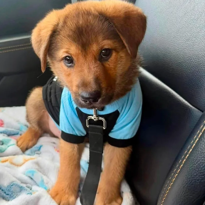 A baby medium-sized male Shiba Inu dog named Haaland for adoption in West Haven, CT