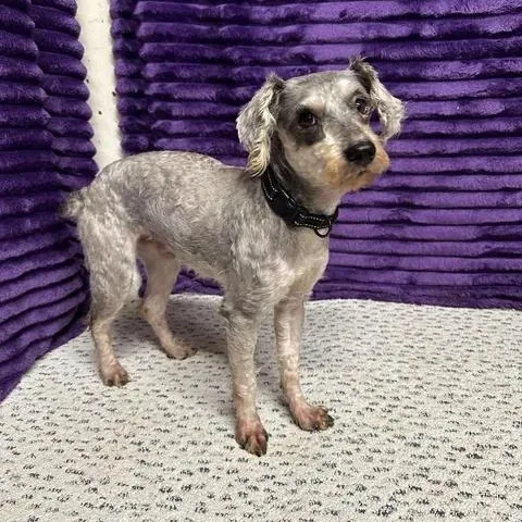 An adult small-sized male Miniature Poodle dog named DukeMeet me on Oct for adoption in Hartland, WI