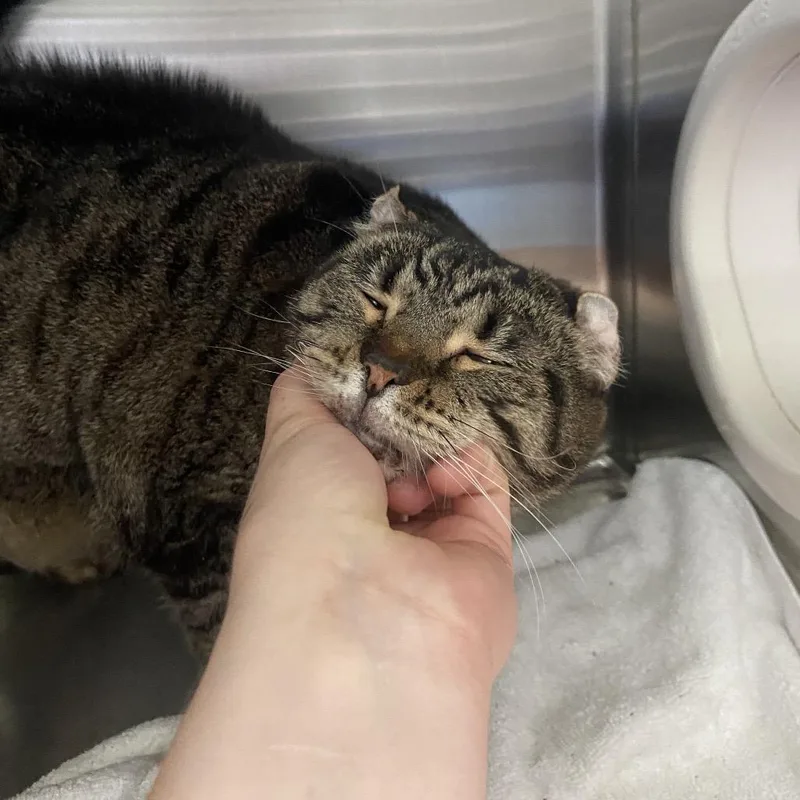 A senior large-sized female Brown / Chocolate Domestic Short Hair cat named DeeDee for adoption in Greensboro, NC