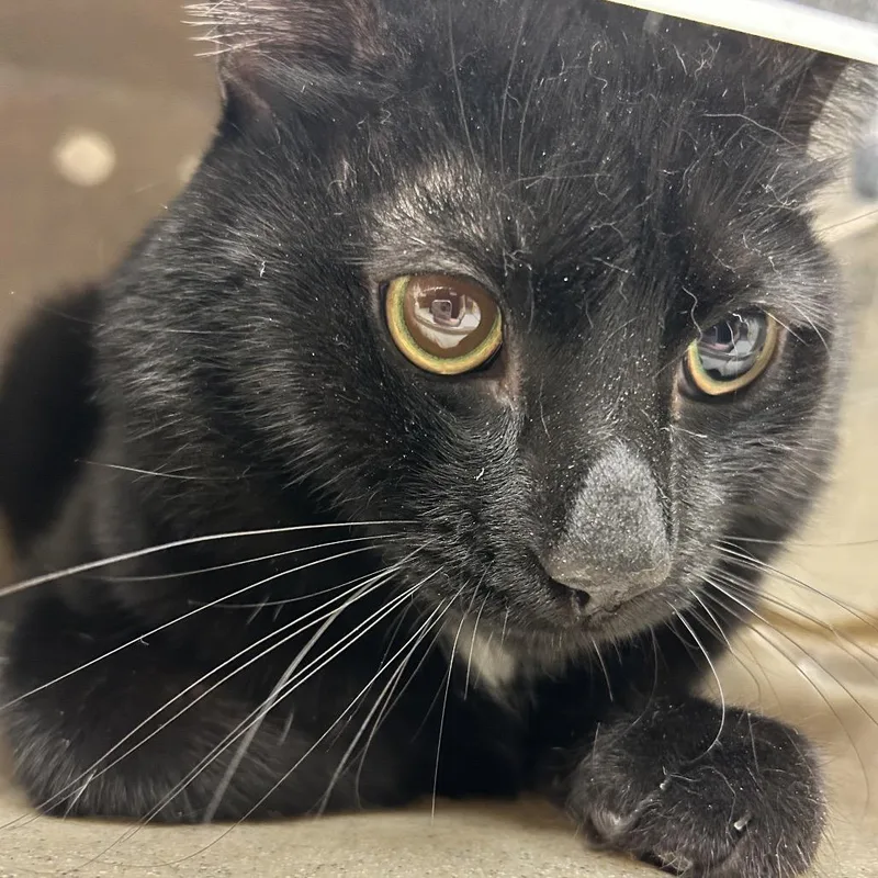 A young medium-sized male Black Domestic Short Hair cat named Working Cat Brisket for adoption in Reno, NV
