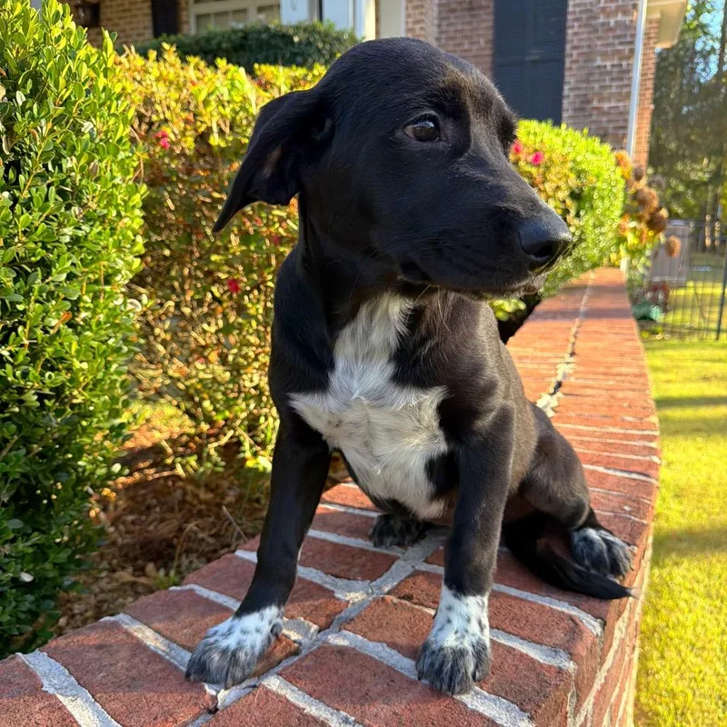 A baby medium-sized female Black Labrador Retriever dog named Nellie for adoption in Brownsboro, AL