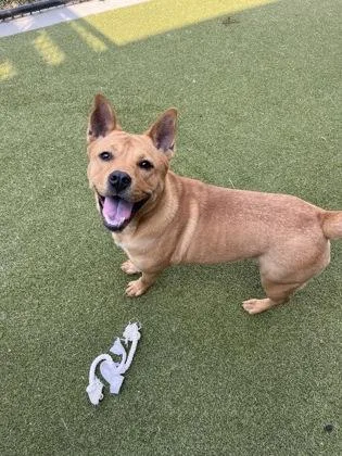 An adult large-sized female Pit Bull Terrier dog named Tessa for adoption in Atlanta, GA