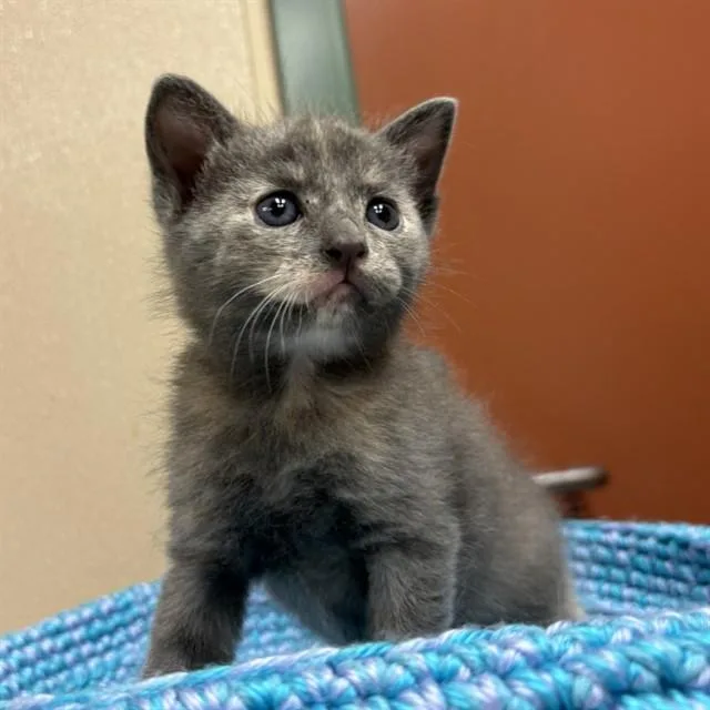A baby small-sized female Domestic Short Hair cat named Abigail for adoption in Rancho Cucamonga, CA