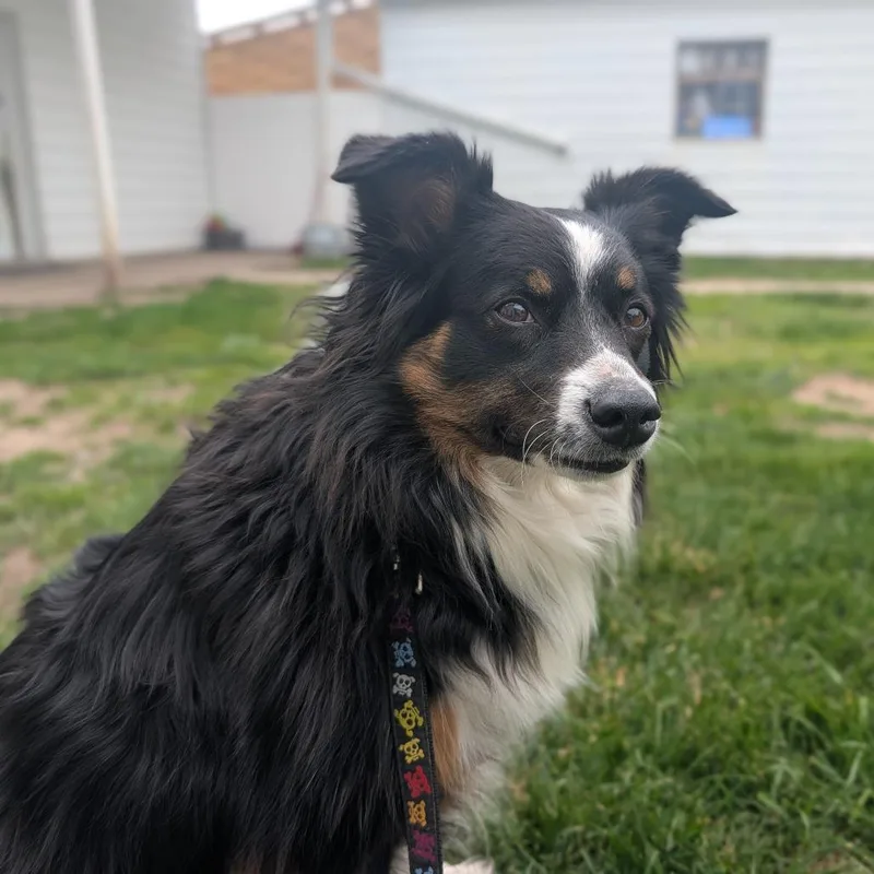 An adult medium-sized female Border Collie dog named Dami for adoption in Fenton, MI