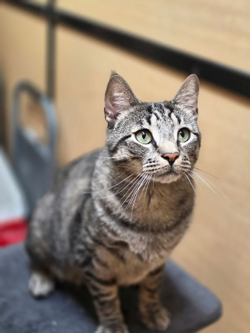 An adult large-sized male Tabby (Gray / Blue / Silver) Domestic Short Hair cat named Pooter for adoption in Temple, PA