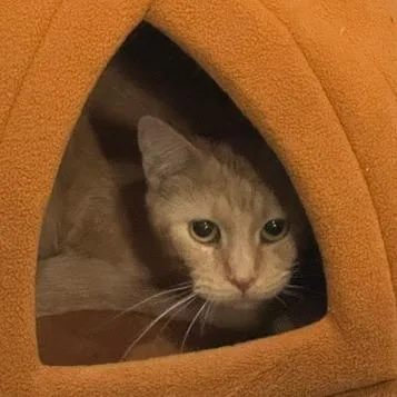 An adult medium-sized male Orange / Red Domestic Short Hair cat named Colby C for adoption in Princeton, MN