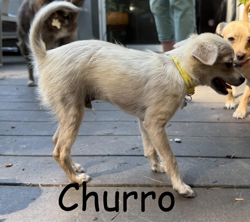 Churro thumbnail 2