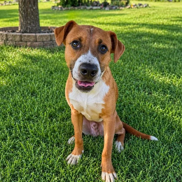 A baby medium-sized male Black Mouth Cur dog named Silas for adoption in Springfield, MO