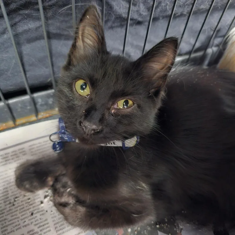 A young small-sized male Black Domestic Medium Hair cat named Midnight for adoption in Milton, FL