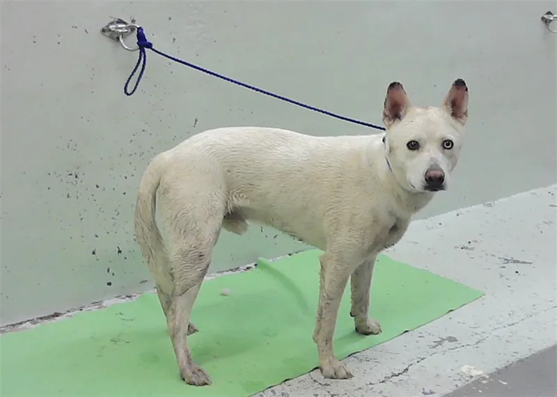 A young large-sized male Husky dog named Liam for adoption in Houston, TX