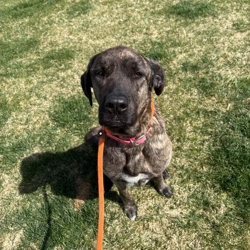 An adult large-sized female Brindle Mixed Breed dog named Seabrook for adoption in Spokane, WA