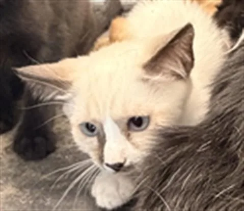 A baby small-sized female Domestic Short Hair cat named Lilly for adoption in Chatsworth, CA