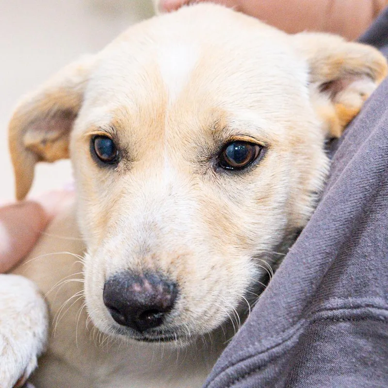 A baby medium-sized female Yellow / Tan / Blond / Fawn Mixed Breed dog named Kay for adoption in Kennebunk, ME