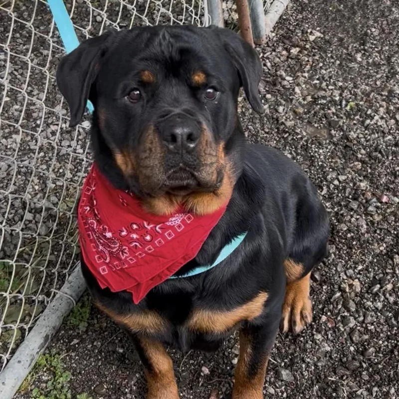 A young large-sized female Bicolor Rottweiler dog named Indy for adoption in Woodland, CA