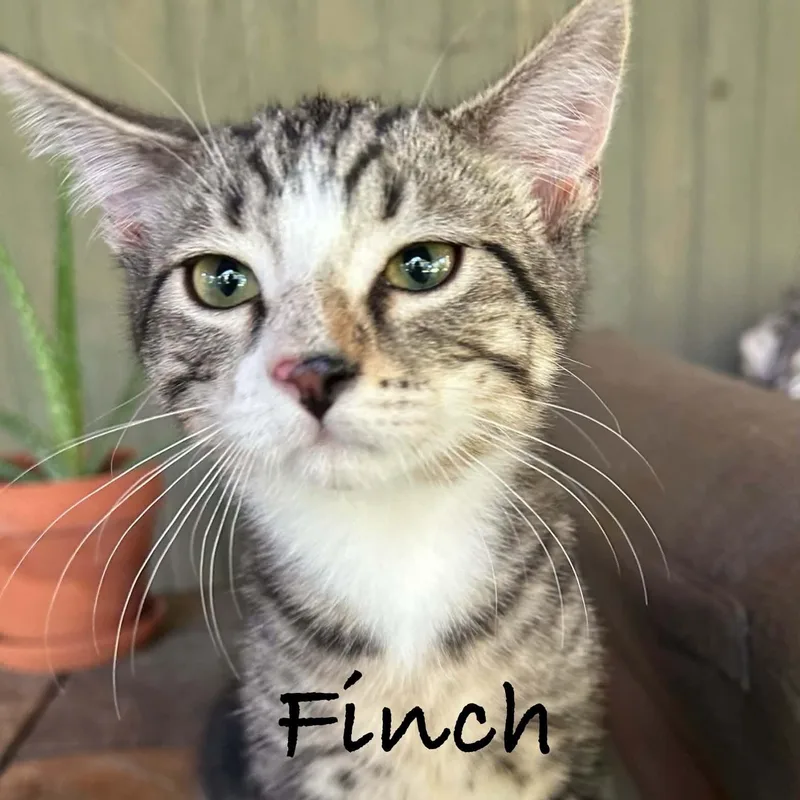 A baby small-sized male Tabby (Brown / Chocolate) Domestic Short Hair cat named Finch for adoption in Sedalia, MO