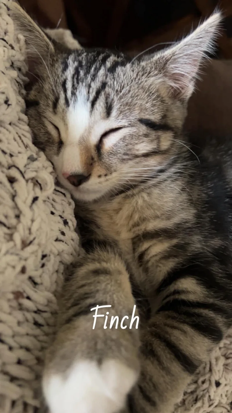 Finch thumbnail 6