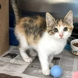A baby small-sized female Calico Domestic Short Hair cat named Cordelia for adoption in Novelty, OH