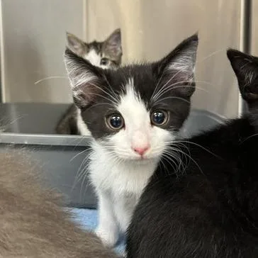 A baby small-sized male Black Domestic Short Hair cat named Checkers for adoption in Indianapolis, IN