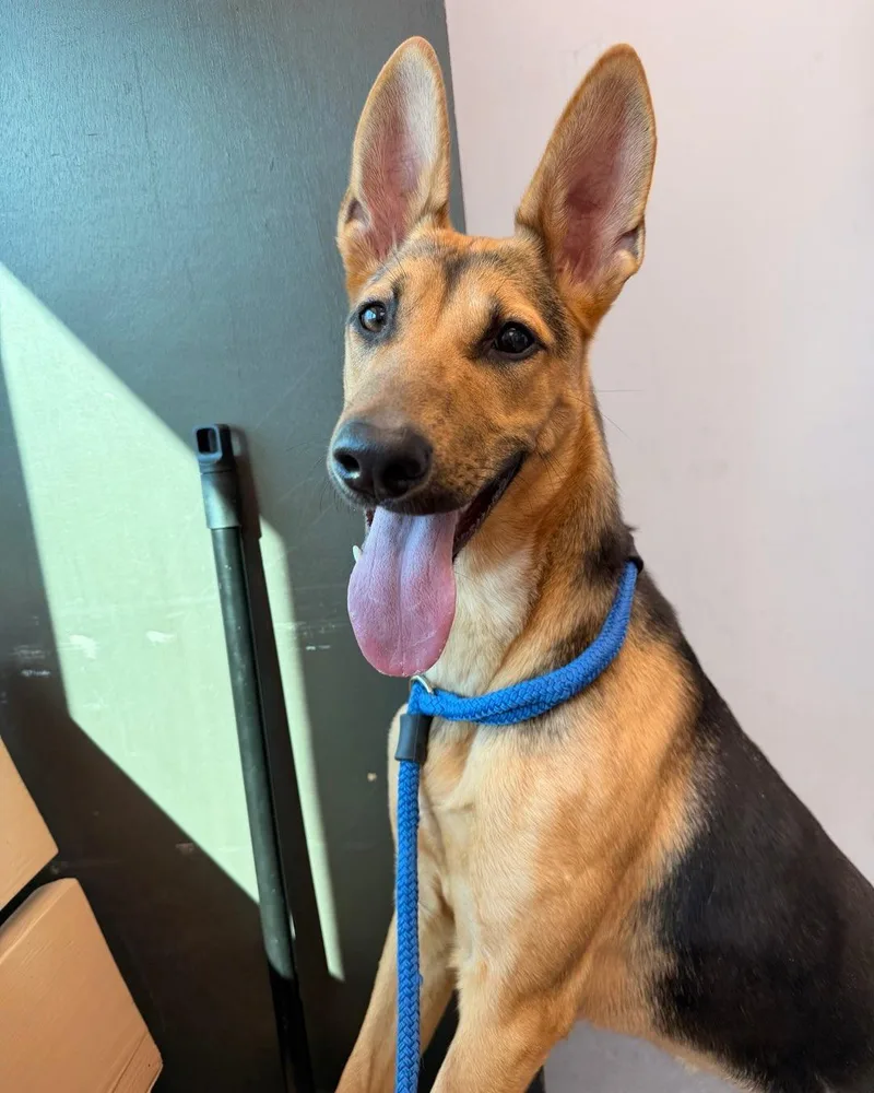 A baby large-sized female Brown / Chocolate German Shepherd Dog dog named Sky Tag for adoption in Central Islip, NY