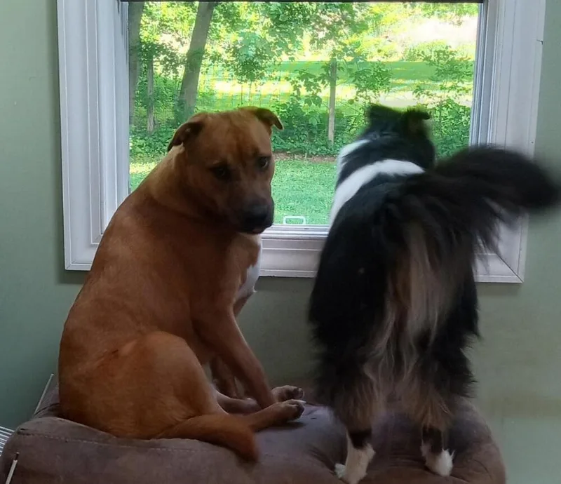 An adult large-sized male Tricolor (Brown, Black, & White) Plott Hound dog named Buddy for adoption in Breinigsville, PA