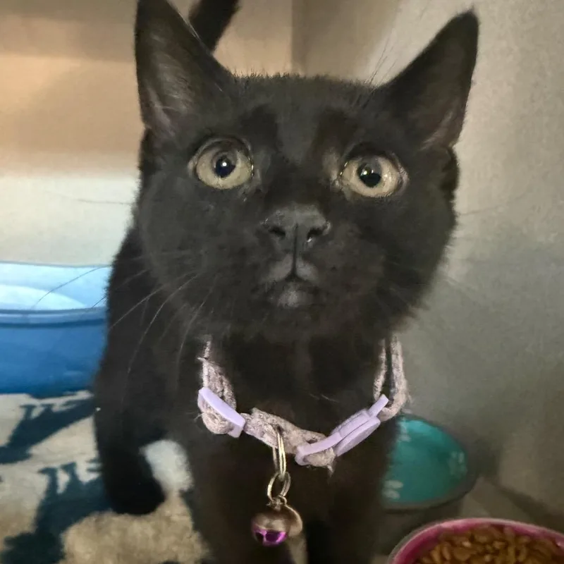 A young medium-sized female Black Domestic Short Hair cat named Zelda for adoption in Greensboro, NC