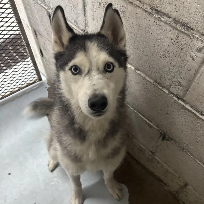 A senior medium-sized male Gray / Blue / Silver Husky dog named Kiko for adoption in Springtown, TX