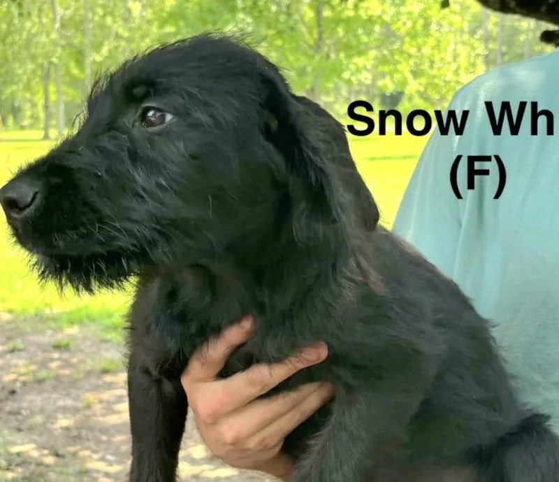 A baby medium-sized female Black Schnauzer dog named Snow white for adoption in Parma, OH