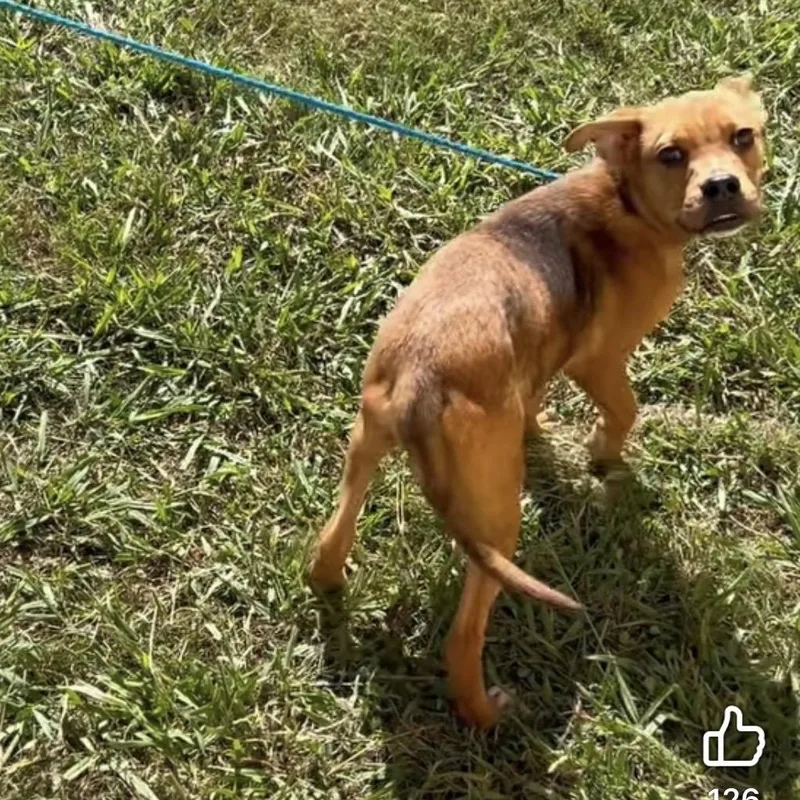 A baby small-sized male Pit Bull Terrier dog named Scrappy for adoption in Newfoundland, NJ