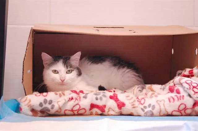 A young large-sized male Domestic Short Hair cat named Shamus for adoption in Haw River, NC