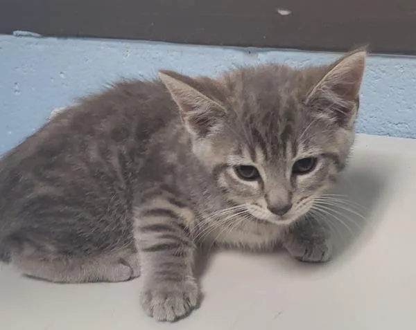 A baby small-sized male Domestic Short Hair cat named Pen  Jake for adoption in Lawrenceville, GA