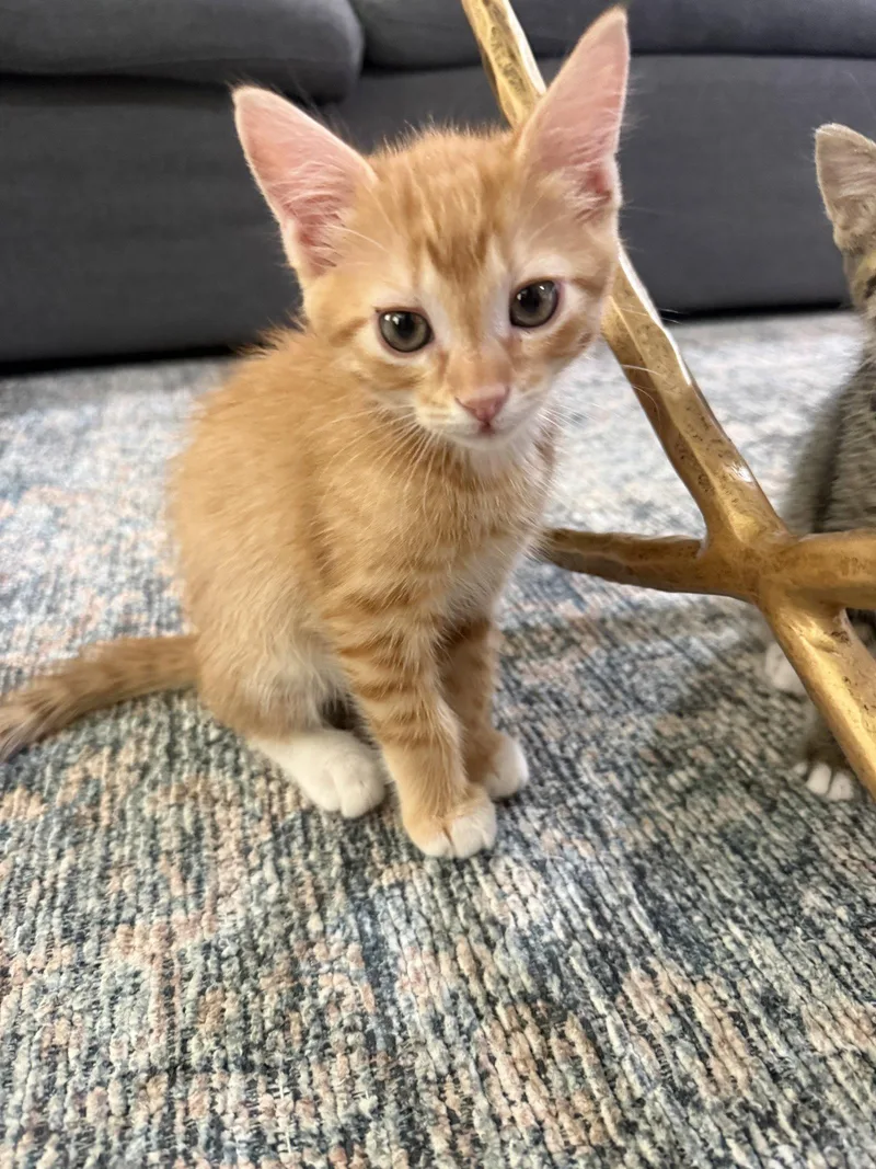 A young medium-sized male Orange & White Domestic Short Hair cat named Mango for adoption in Scottsdale, AZ