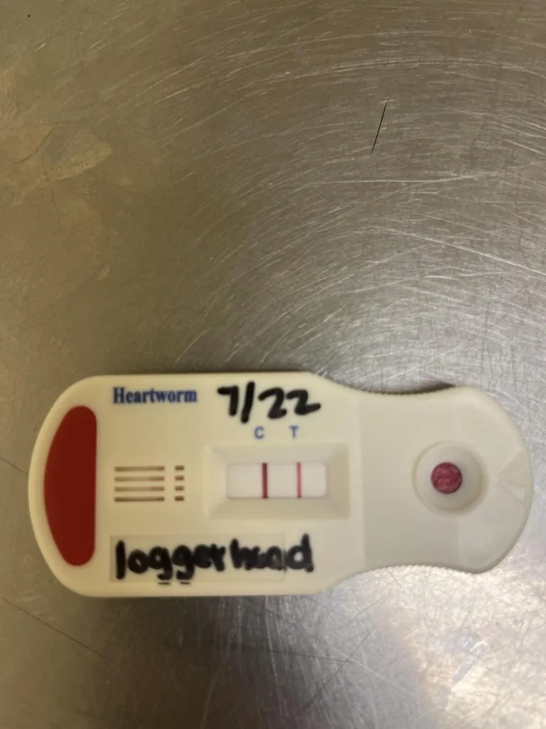 Logger Head thumbnail 5