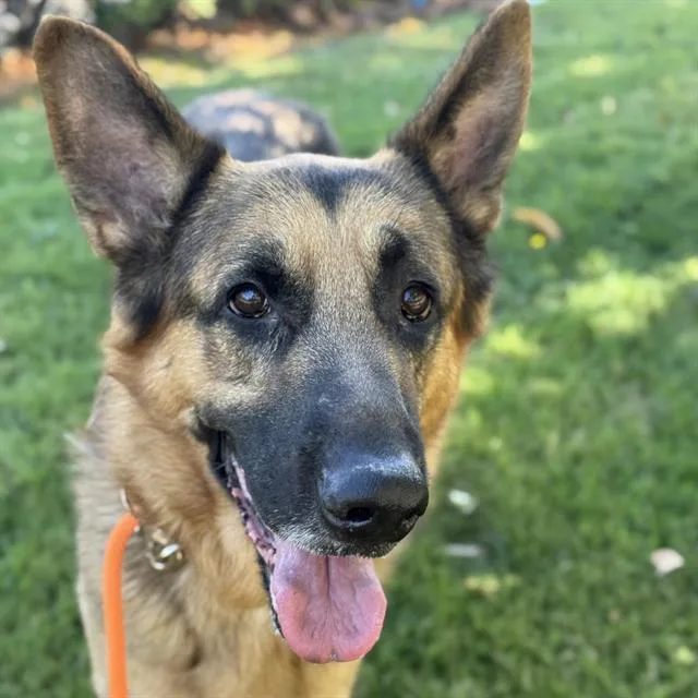 An adult large-sized male German Shepherd Dog dog named Wangzai for adoption in Kent, WA