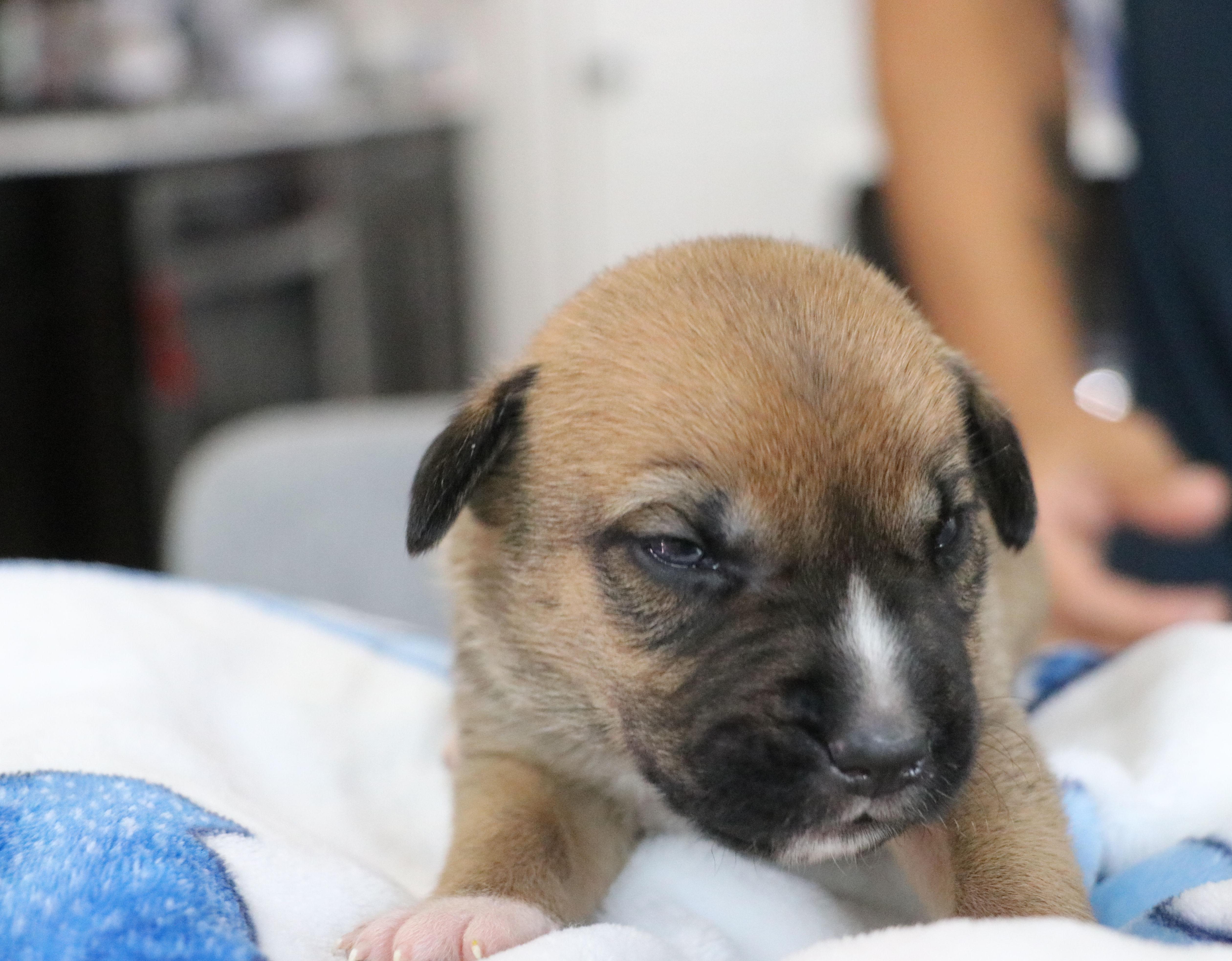 A baby medium-sized male Tricolor (Brown, Black, & White) Mixed Breed dog named Aubie for adoption in Pflugerville, TX