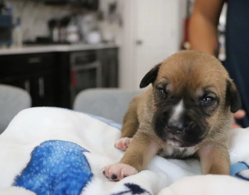 Aubie thumbnail 2