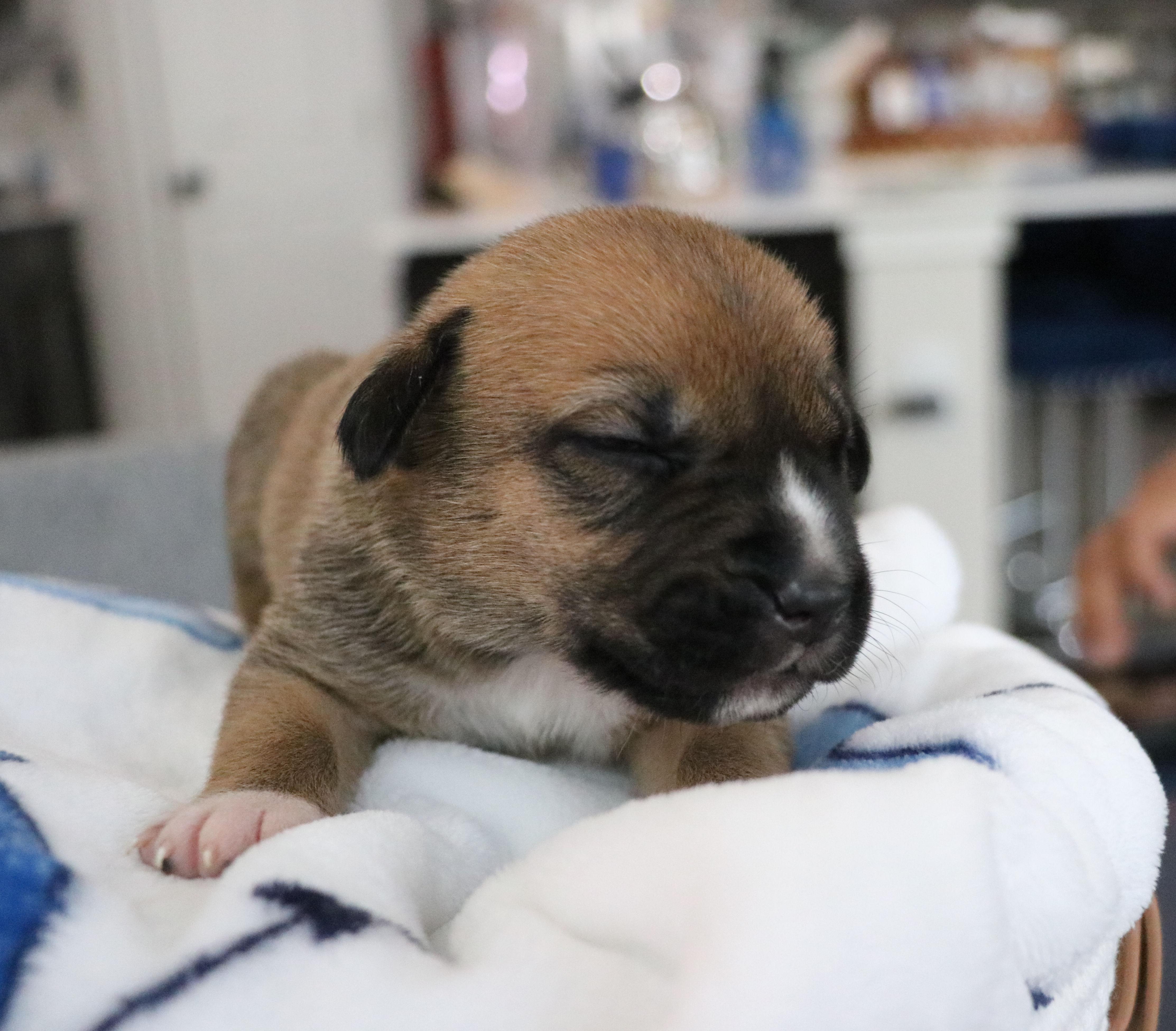 Aubie thumbnail 5