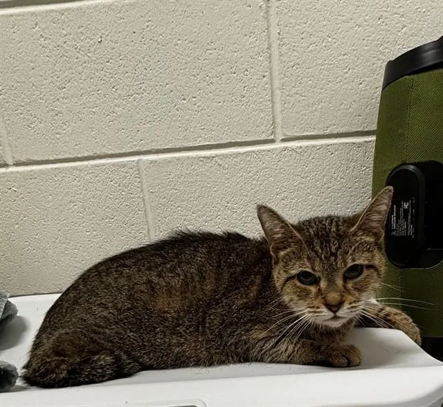 An adult small-sized female Domestic Short Hair cat named Sol for adoption in Upper Marlboro, MD