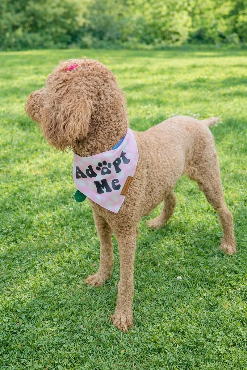 Paisley Poodle thumbnail 3