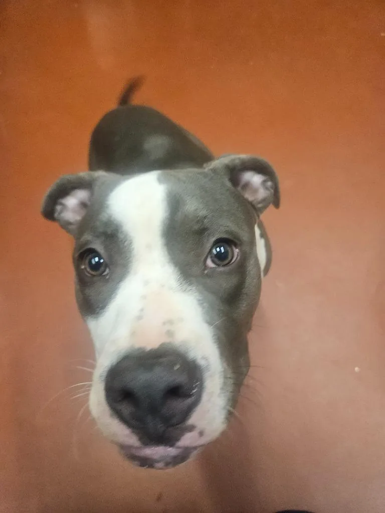 A baby medium-sized female Mixed Breed dog named Sage for adoption in Douglasville, GA
