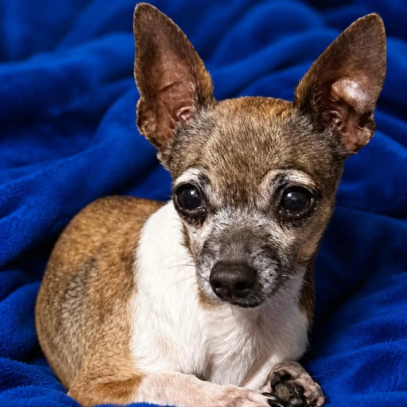 A senior small-sized female Black Chihuahua dog named Kai for adoption in Hudson, IL