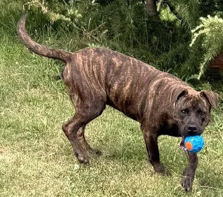 A young medium-sized male Pit Bull Terrier dog named Axel for adoption in Carrollton, GA